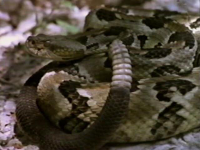 The Snake's Tale | VHS rip | 1988 | Missouri Department of Conservation