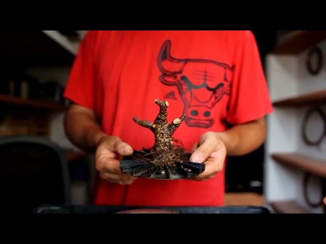 How to Create AMAZING Shohin Bonsai