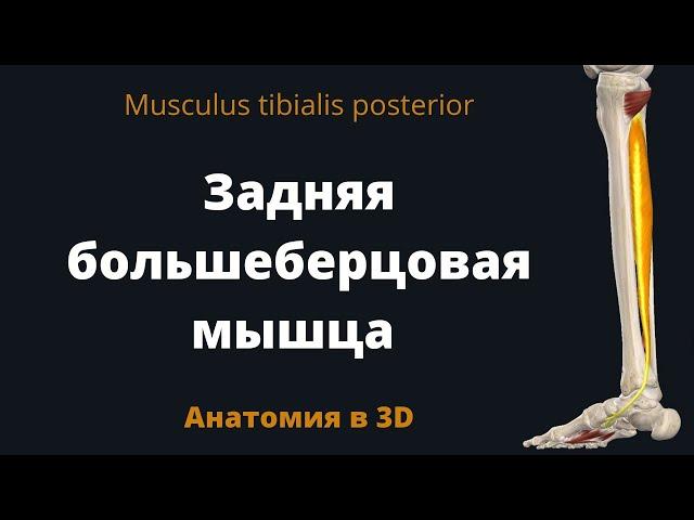 Задняя большеберцовая мышца. Musculus tibialis posterior. Анатомия в 3D.