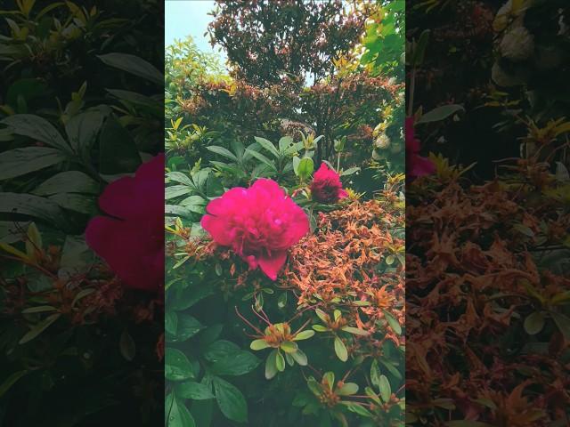 beautiful flower  #satisfying #nature #reels #disney @RDRCVLOG