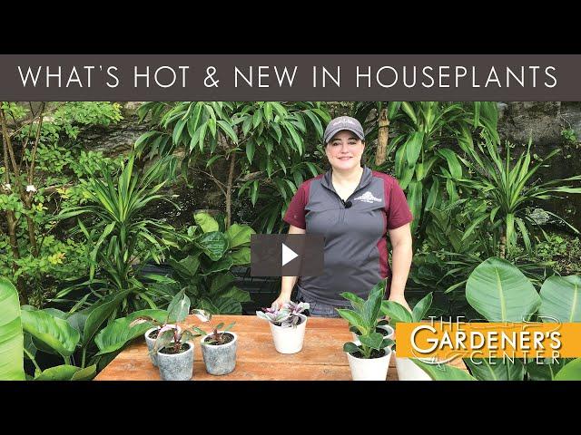 Let's Talk Houseplant Tips  Pro Talk with Joy at The Gardener's Center