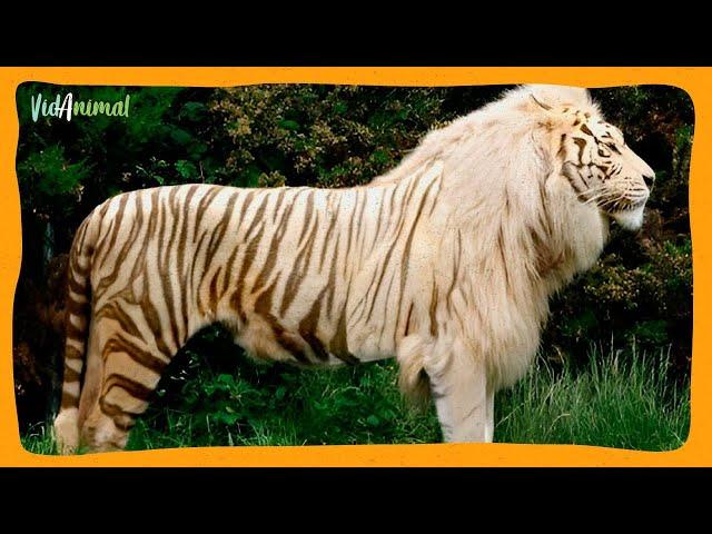 LOS 9 ANIMALES HÍBRIDOS MAS INCREÍBLES DEL MUNDO.