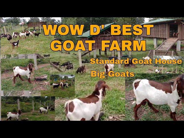 Best Goat Farm in Mindanao sa Nabisita Namin