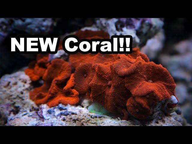 I bought great beginner corals at a Chinese fish store!