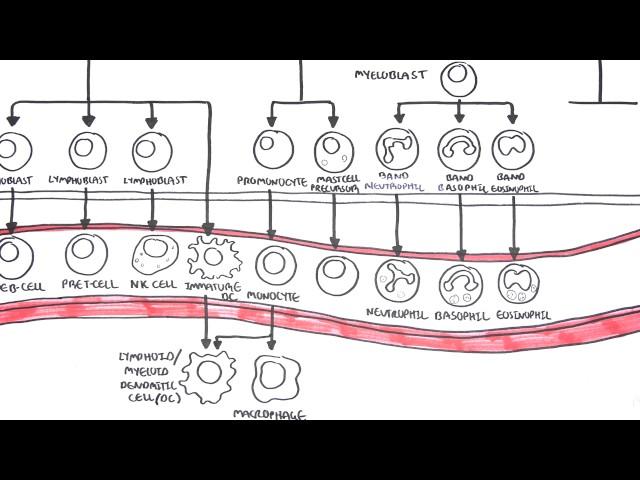 An introduction to Haematopoesis