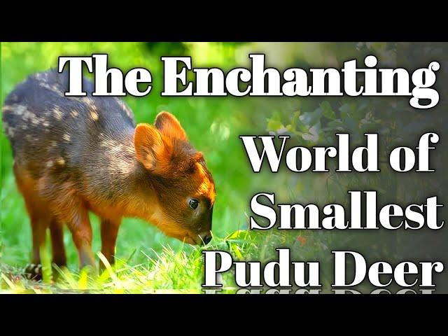 Pudu Marvels Tiny Deer Delight!