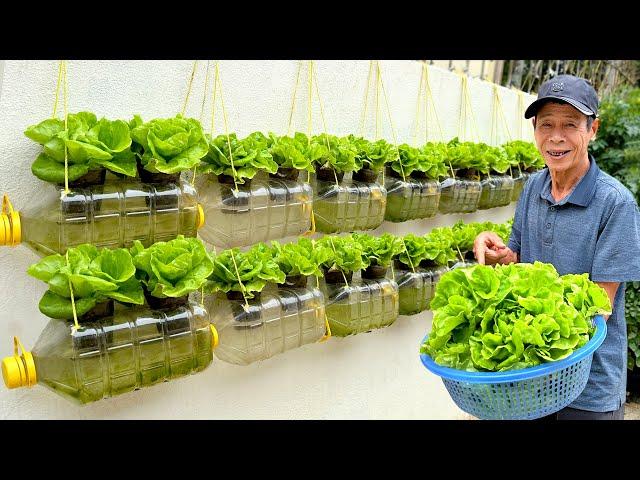 Amazing Lettuce Garden from Plastic Bottles, Vertical Gardening on Walls at Home