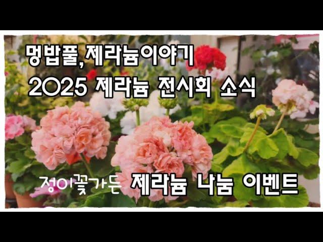 멍밥풀,제라늄이야기/ 제1회 제라늄 전시회 #제라늄나눔이벤트 #제라늄