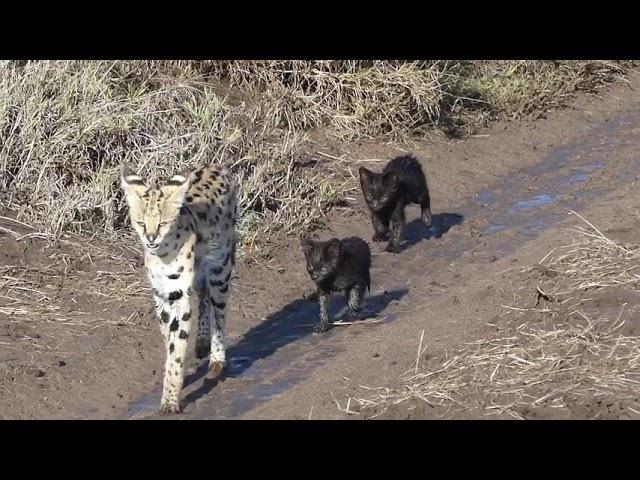 RARE Video of a Serval and her two melanistic serval kittens!!