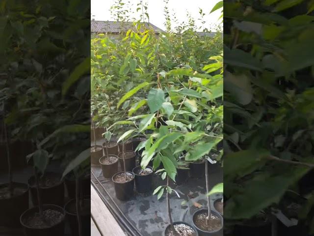 Плодовые деревья с Закрытой Корневой Системой (3-х, 4-х летние)