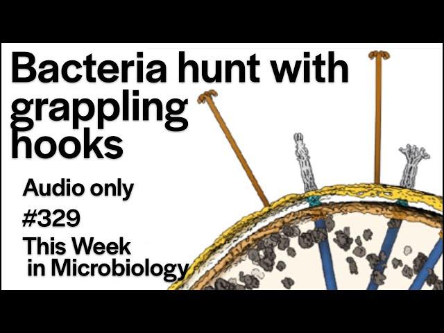 TWiM 329: Bacteria hunt with grappling hooks