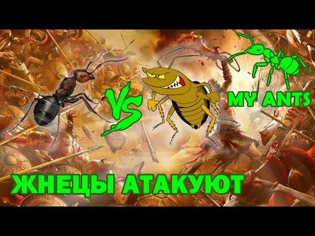 Ant war, reapers attack (Messor structor)