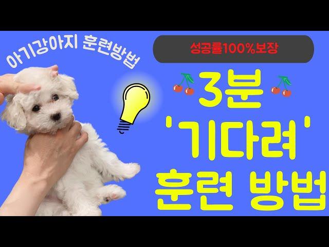 강아지 3분만에 '기다려' 훈련하는 방법 l 성공률 100% 보장 #기다려훈련