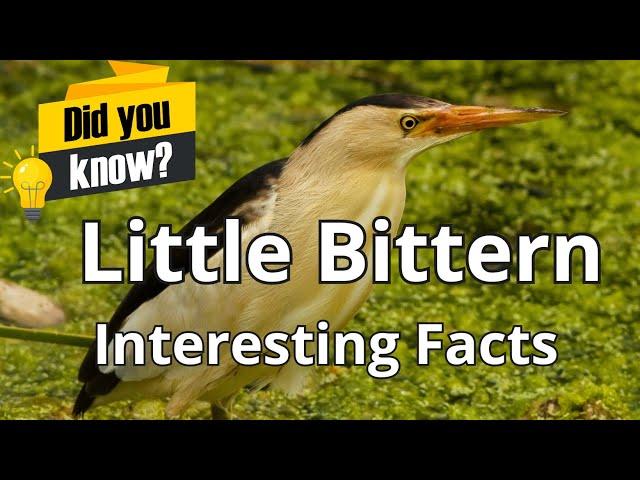 Did You Know These Facts About Little Bittern (Ixobrychus minutus), The Smallest Heron of Europe?