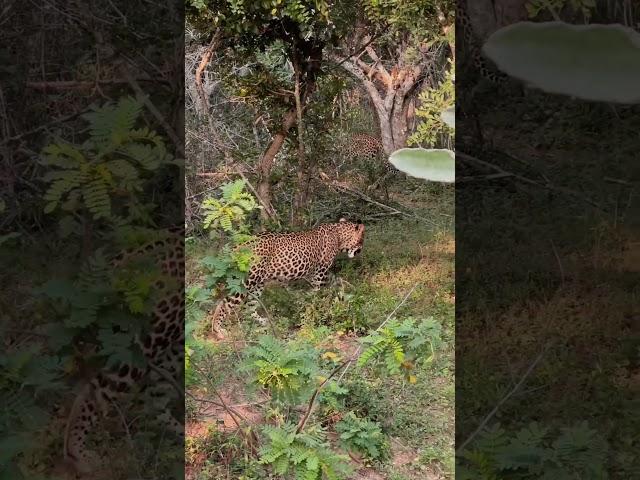 We saw a Leopard in Yala Nationalpark  #shorts #shortsvideo #srilanka #travelvlog #travel
