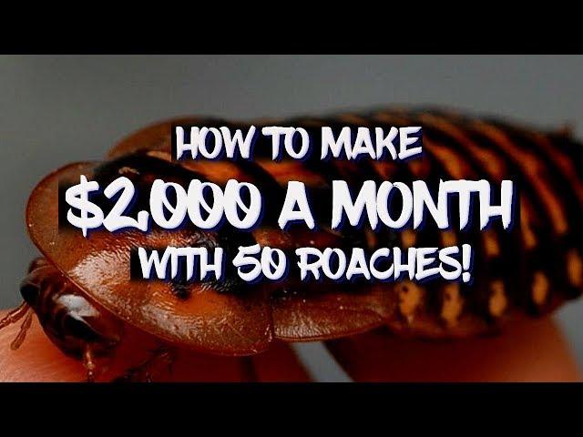 How to make $2,000 a month with 50 Dubia roaches!