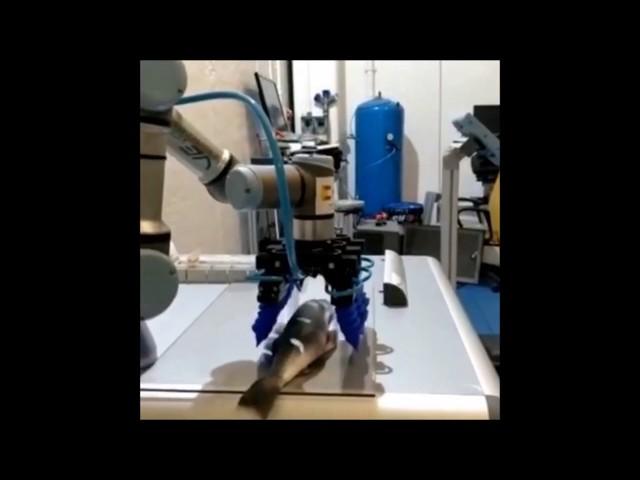 Test di manipolazione di pesce fresco con pinza adattiva SoftRobotics by Tecoma - Vesta Group