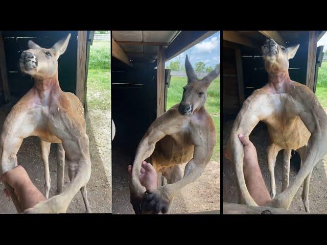 This Kangaroo Has Strong And Powerful Arms | Daily Dose Of Internet 2022