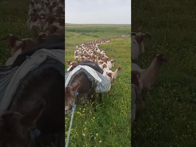 اشتركو بقناتي مربي الاغنام غنم جبل مشاءالله تبارك الرحمن #animal