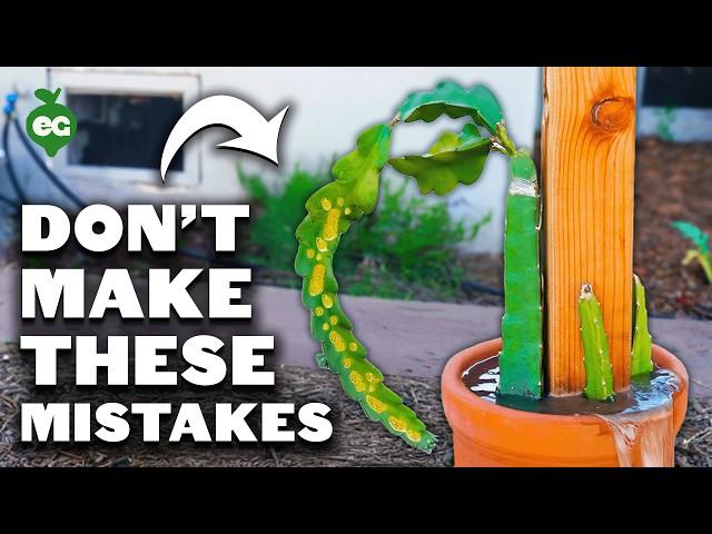 5 Dragon Fruit Growing Mistakes to Avoid