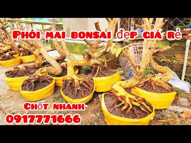 Phôi mai giảo đẹp giá rẻ 13/11 #aTú0917771666 |MaivàngThanhTâm