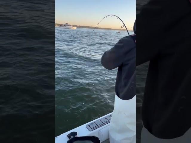 Striped bass