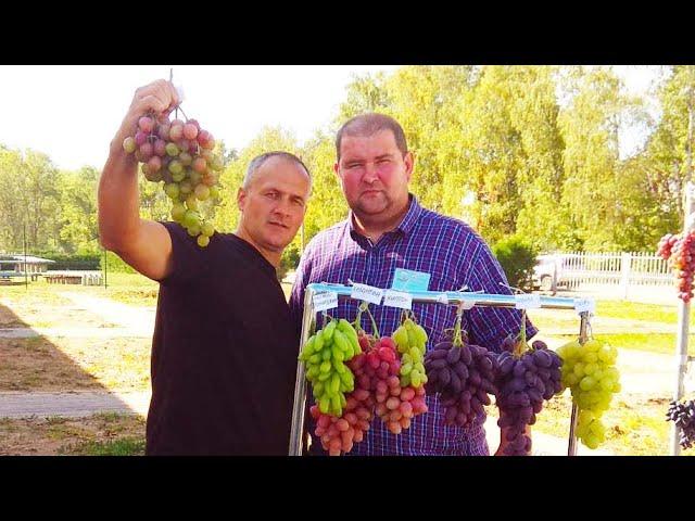 Minsk Grape Exhibition in Samokhvalovichi. Exhibition of Grapes in Minsk.