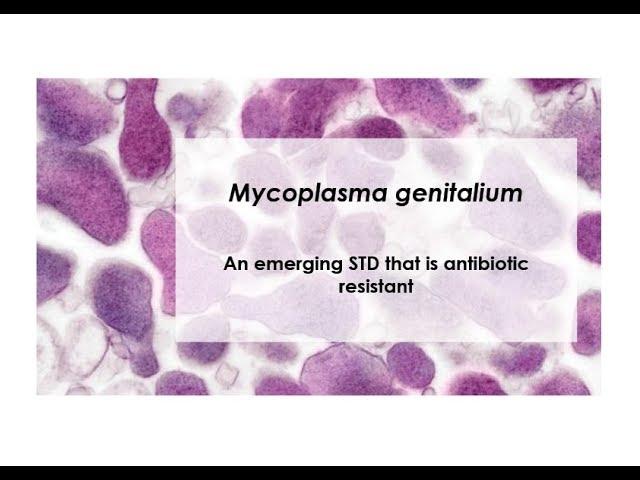 What is Mycoplasma genitalium?