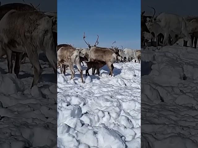  От чего зависит благополучие оленеводов Крайнего Севера