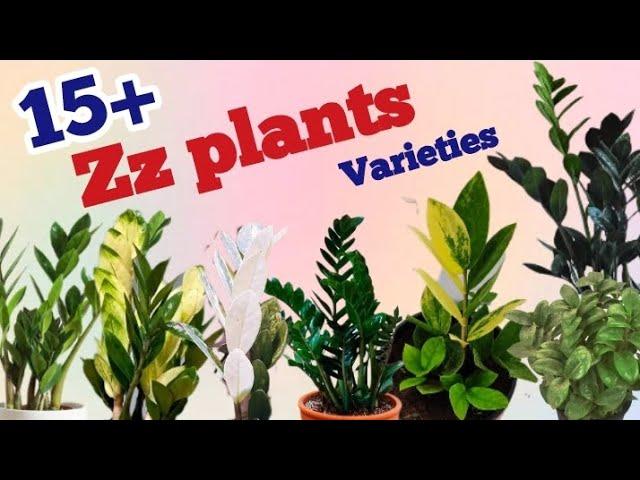 15+ Zz plants varieties //zamioculcas zamiifolia varieties // Pinkish Paradise