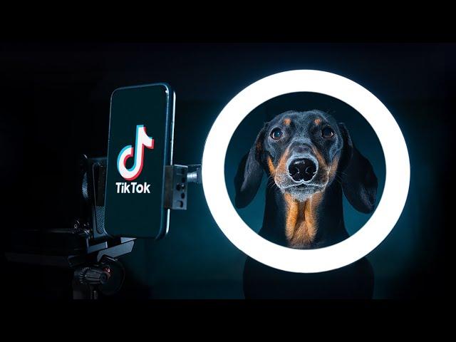 Sorry Daddy, I'm TikToker! Cute & funny dachshund dog video!