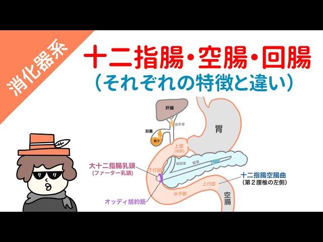 【国試対策】十二指腸・空腸・回腸（それぞれの特徴と違い）