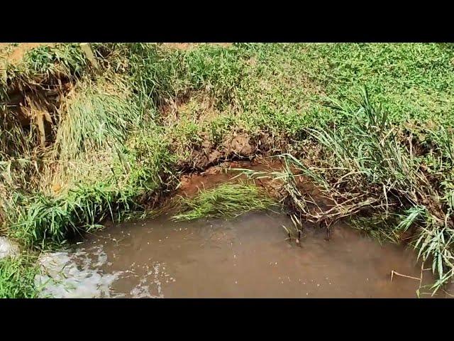 Limpeza de brejo do início ao fim... vídeo único...