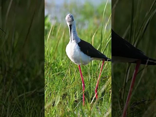 Ходулочник / Black-winged stilt