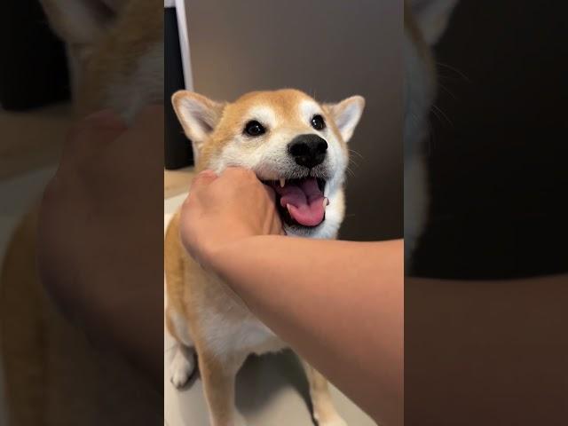 Shiba Gets Tased By Owner