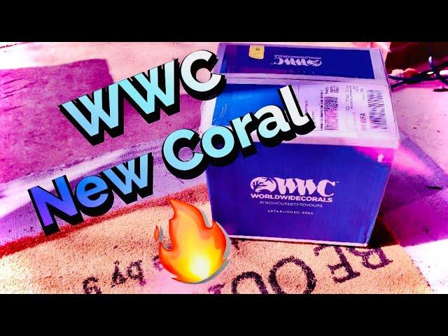 WWC Open Box| New Coral| How To| Coral Dipping