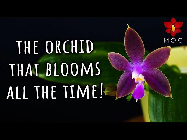 This Phalaenopsis Orchid can bloom ALL the time! Polychilos Type