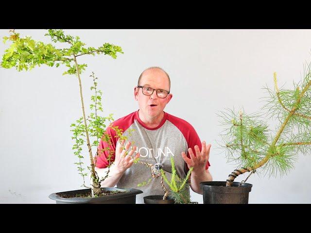 2 bonsai concepts every beginner needs to understand!