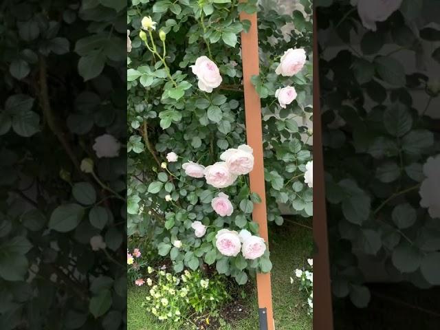 Herzogin Christiana Rose/Earth Angel Rose 3nd year