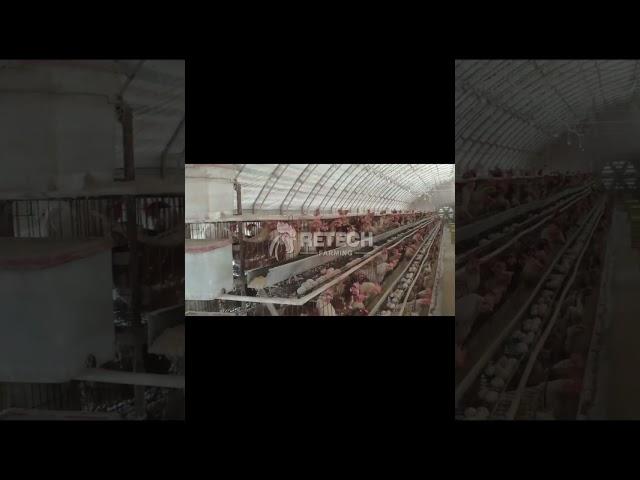 chicken house layers poultry farm equipment for sale - RETECH Farming Chicken Cage