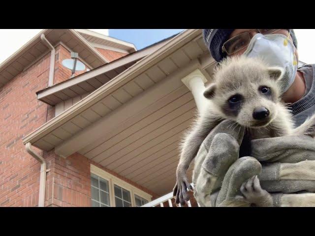 A Mother Raccoon That Did Not Want To Leave Her Baby Behind