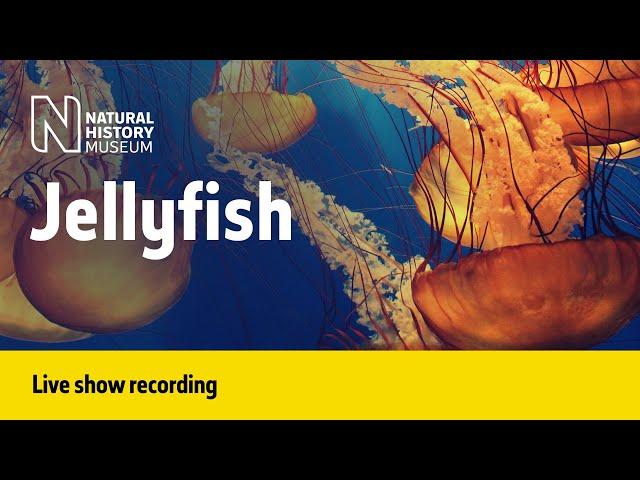 Jellyfish! | Live Talk with NHM Scientist