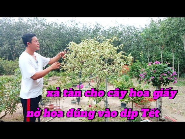 xả tàn cho cây hoa giấy nở hoa đúng vào dịp Tết