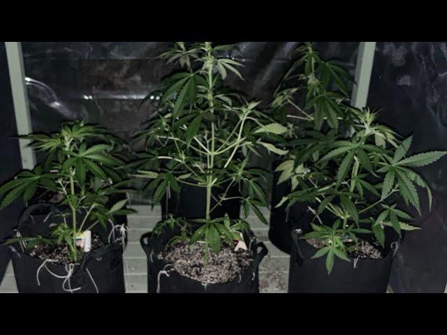 Here I Grow Live!!! Loner Stoner Autoflower Outdoor Grow 2024