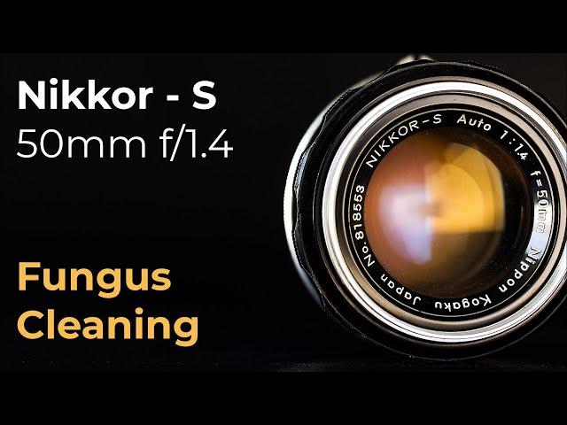 Nikkor-S 50mm f/1.4 : Fungus cleaning