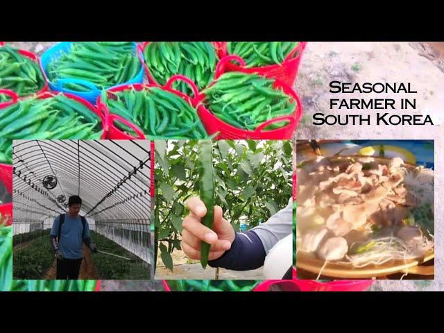 Dinner pagkatapos ng trabaho. Farm ng sili. #harvest