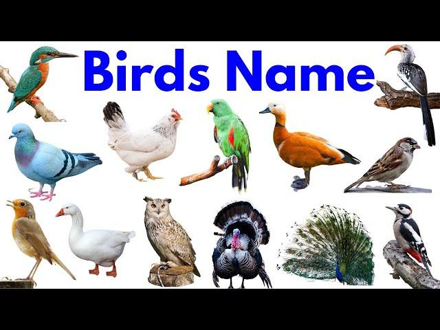 Birds Name | Birds Name in English | Names of Birds | Basic English Learning | #birds #bird #educare