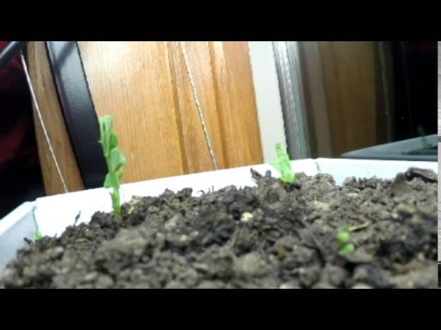 Peas Sprouting Time Lapse