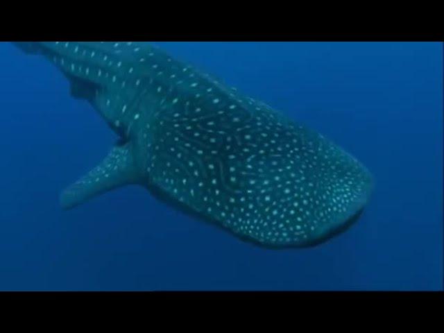 Whale Shark | Planet Earth | BBC Earth