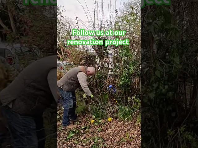 Cutting the front hedge at our renovation project #gardening #diy #renovation